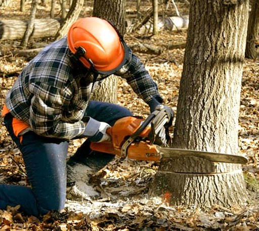 Tree Removal in New Blaine, AR